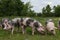 Pigs grazing summer green meadow