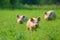 Pigs on a green meadow on a farm generative AI