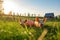 Pigs on a green meadow on a farm photo generative AI