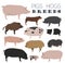 Pigs, hogs breed icon set. Flat design