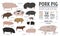 Pigs, hogs breed infographic template. Flat design