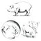 Pigs Illustrations