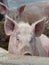 Pigs in Joal Fadiouth, Senegal