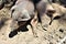 Pigs laying in the dessert in the State of Arizona, United States