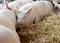 Pigs laying on hay