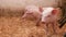 Pigs on livestock farm, pigs farm, livestock farm. Modern Agricultural Pigs Farm
