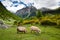 Pigs on mountain pasture