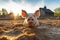 Pigs in Mud with Rustic Barn Background