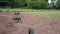 Pigs in a muddy field