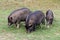 Pigs and natural meadow. Wild animal in Thailand.