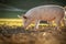 Pigs in an organic meat farm