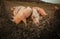 Pigs  in an organic meat farm