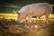 Pigs  in an organic meat farm