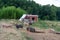 Pigs in the pasture near the old wooden barn