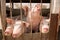 Pigs in pen