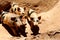 Pigs in the Picturesque colorful desert of Bolivia