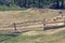 Pigs on a pig farm outdoor in animal friendly environment.