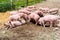 Pigs on a pig farm outdoor in animal friendly environment.