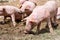 Pigs on a pig farm outdoor in animal friendly environment.