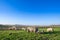 Pigs and piglets grazing in a field pasturage