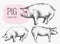 Pigs, piglets, sketches of Pets. Silhouettes drawn by hand, pen. An old-style illustration.