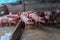 Pigs in a Pigpen. Large pen of young white pigs. Pig Farming. Intensively farmed pigs