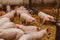 Pigs in the pigsty livestock pork production