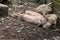 Pigs relax in the picturesque mountain areas of Svaneti in Georgia