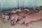 Pigs rest in the paddock
