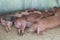 Pigs rest in the paddock