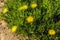 Pigs-root (conicosia pugioniformis), a species of succulent plant in the ice plant family, in bloom