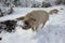 Pigs run in the snow in the winter forest. Pigs look for food and roots in the ground and snow. The concept of eco