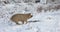 Pigs run in the snow in the winter forest. Pigs look for food and roots in the ground and snow. The concept of eco