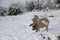 Pigs run in the snow in the winter forest. Pigs look for food and roots in the ground and snow. The concept of eco-friendly animal