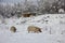 Pigs run in the snow in the winter forest. Pigs are looking for food and roots in the ground and snow in the background you can