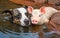 Pigs sharing a heartwarming moment in a peaceful Pond