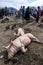 Pigs sleep at the Otavalo animal market in Ecuador in South America.