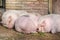 Pigs sleeping