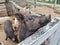 Pigs in the summer in a wooden outdoor paddock