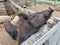 Pigs in the summer in a wooden outdoor paddock