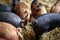 Pigs tails close up background. Black and brown pig in the barn