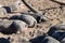 Pigs take a Sand bath in an Outdoor pen