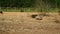 Pigs walking on dirt on livestock farm. Pigs on farm. Pig farming. Livestock