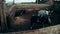 Pigs walking on pasture at rural farm on background hay stack