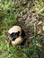 Pigskin poison puffball