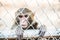 Pigtail Macaque monkey in cage