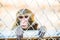 Pigtail Macaque monkey in cage