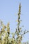 Pigweed Amaranthus retroflexus