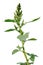 Pigweed (Amaranthus retroflexus)