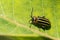 Pigweed Flea Beetle